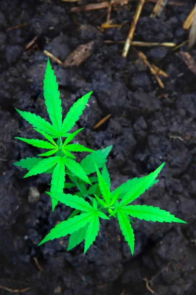 A small plant of cannabis seedlings planted in the black soil,Small green leaves ganja close-up beautiful background,cultivation indoor marijuana for medical purposes