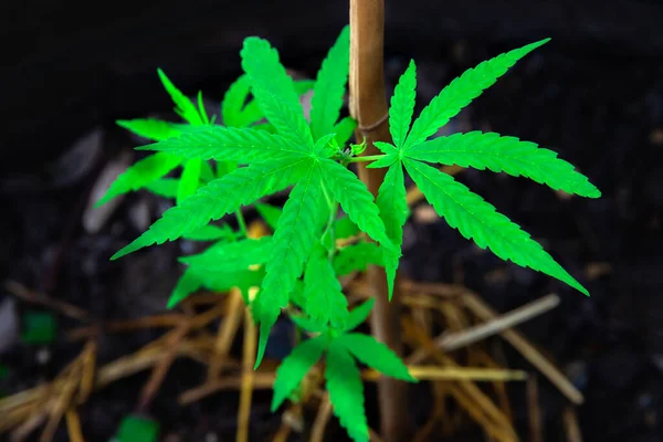 A small plant of cannabis seedlings planted in the black soil,Small green leaves ganja close-up beautiful background,cultivation indoor marijuana for medical purposes