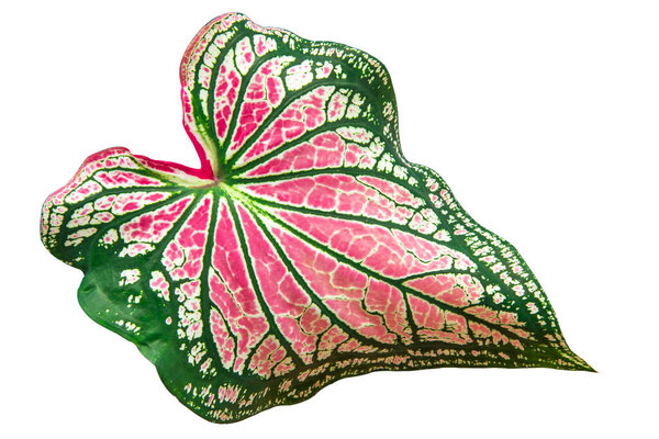 Leaf pattern of caladium, colocasia esculenta, bon tree, has beautiful leaves with white spots on the leaves and green rim very popula