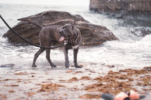 Deniz kenarında köpek.