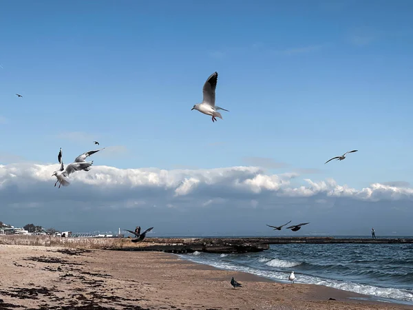 Les Mouettes Survolent Mer — Photo