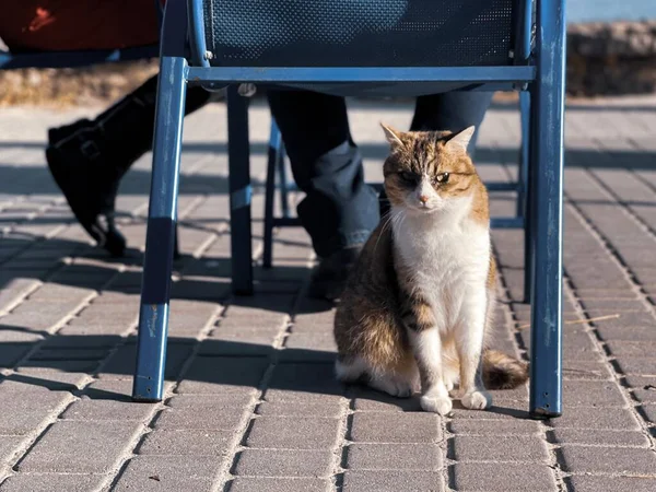 Gato Está Sentado Debaixo Cadeira — Fotografia de Stock