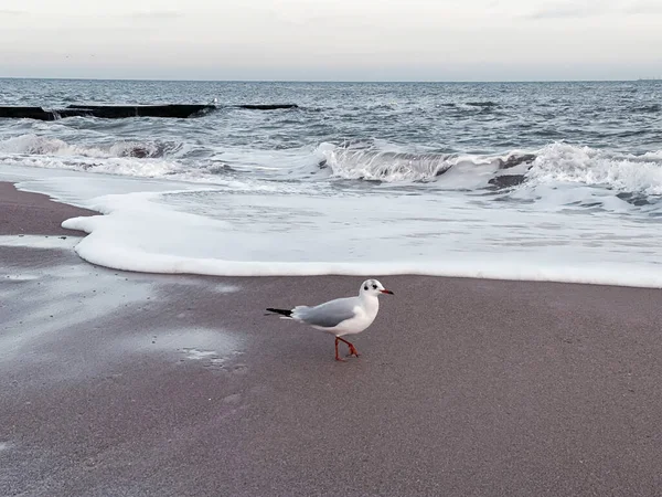 Mouette Marchant Long Plage — Photo