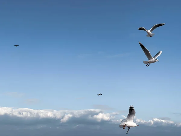 Les Mouettes Survolent Mer — Photo