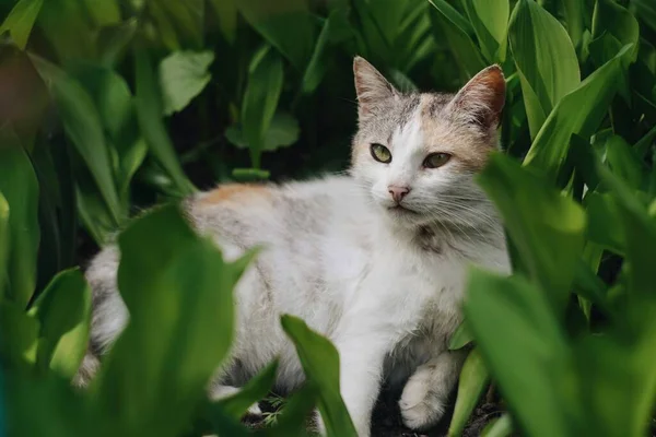 Kedi çimlerin üzerinde yatıyor..