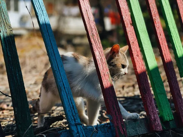Kedi çitin üzerinden tırmanıyor.