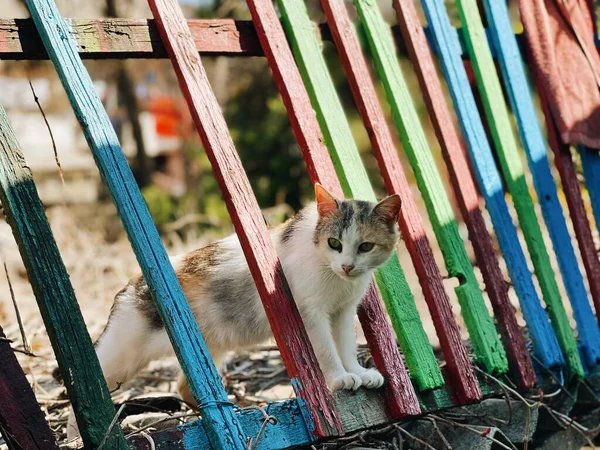 Katze Klettert Über Zaun — Stockfoto