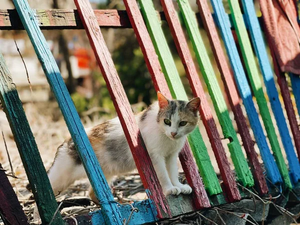 Kedi çitin üzerinden tırmanıyor.