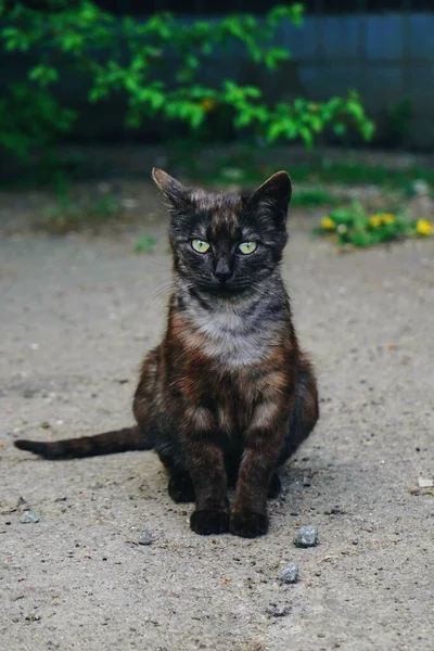 Chat Assis Dans Rue — Photo