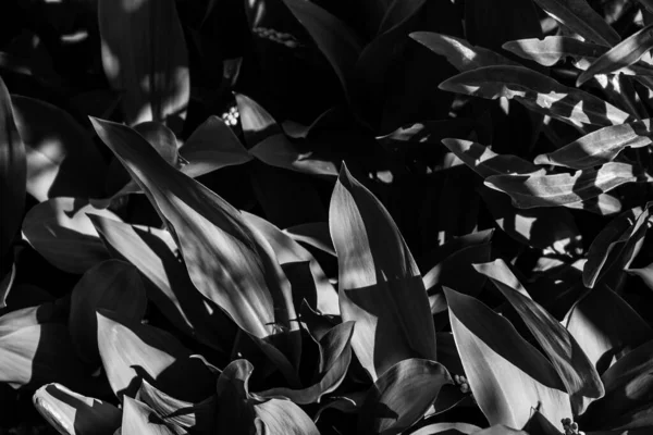 Lilies Valley Leaves Sun — Stockfoto