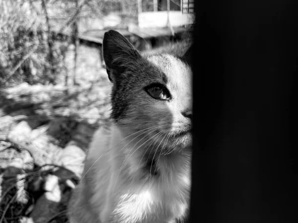 Kedi çitin arkasında.