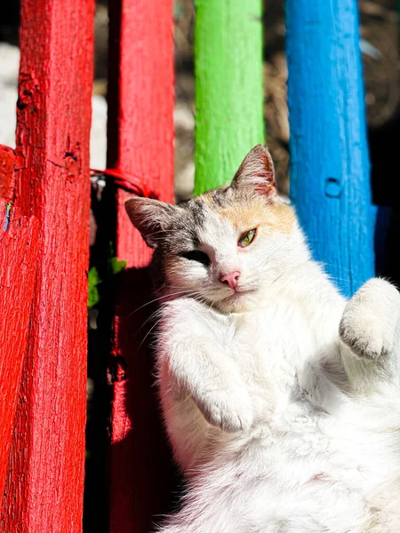 Güneşin tadını çıkaran kedi renkli bankta yatıyor..