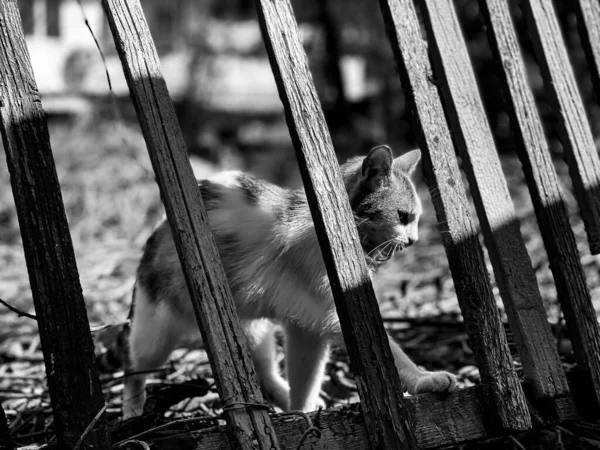 Gatto Scavalcando Recinzione — Foto Stock