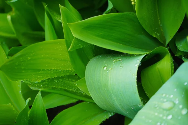 Natte Bladeren Regen — Stockfoto