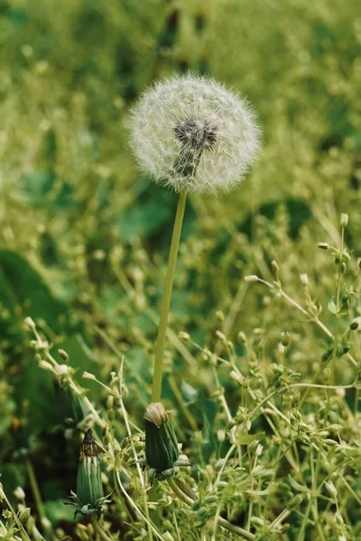 Dandelion Green Background Grass — Stock Photo, Image