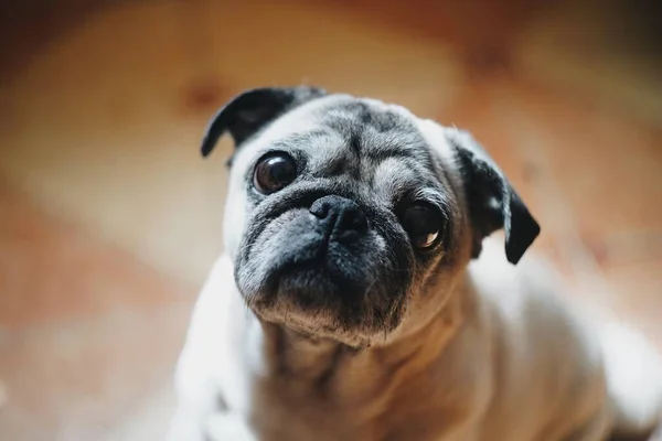                            Tatlı pug, kameraya bak..