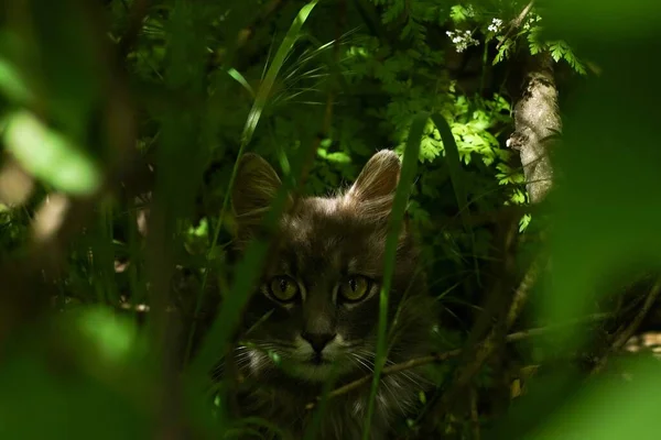 Gatto Seduto Nell Erba — Foto Stock