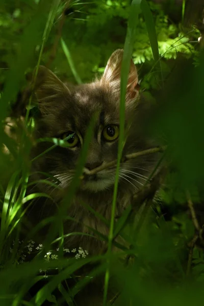 Katt Sitter Gräset — Stockfoto