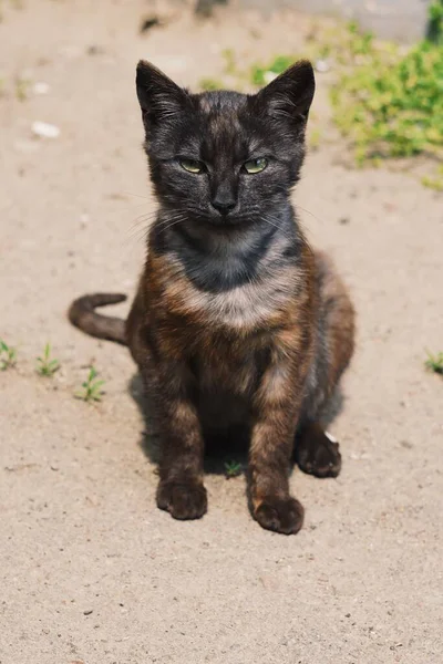 Katze Sitzt Auf Der Straße — Stockfoto