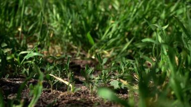 Çimlerin üzerinde el sürüşlü oyuncak bisiklet.