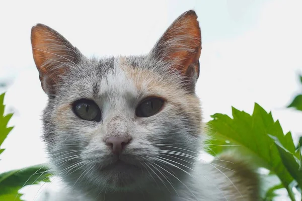 太陽を見てストリート猫 — ストック写真