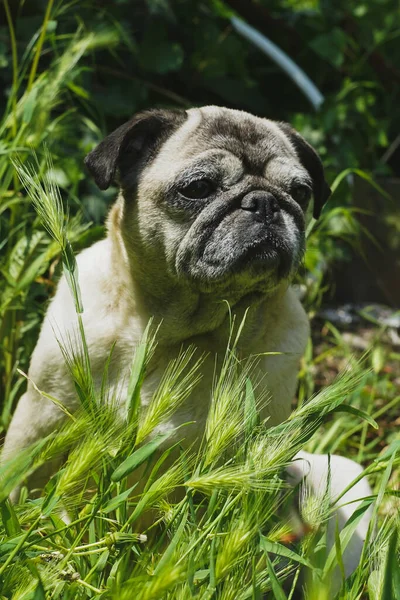 Bahçede güneşin tadını çıkaran tatlı pug.