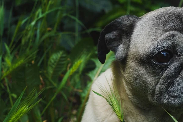 Bahçede güneşin tadını çıkaran tatlı pug.