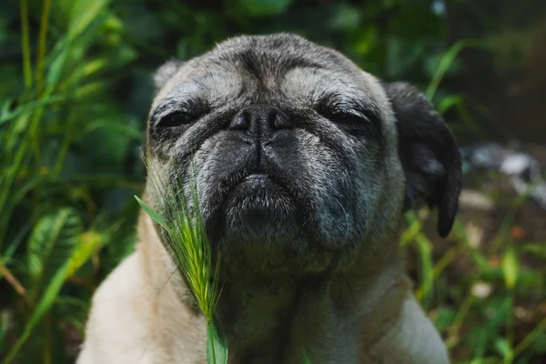 Bahçede güneşin tadını çıkaran tatlı pug.