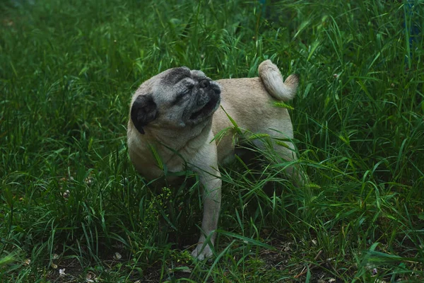 Bahçede güneşin tadını çıkaran tatlı pug.