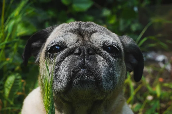 Bahçede güneşin tadını çıkaran tatlı pug.