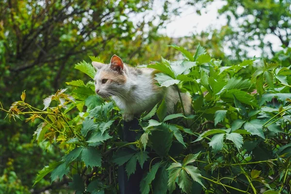 Street Cat Looking Sun — стоковое фото