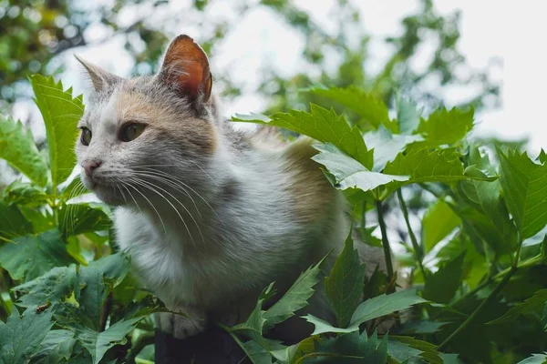 街上的猫望着太阳 — 图库照片