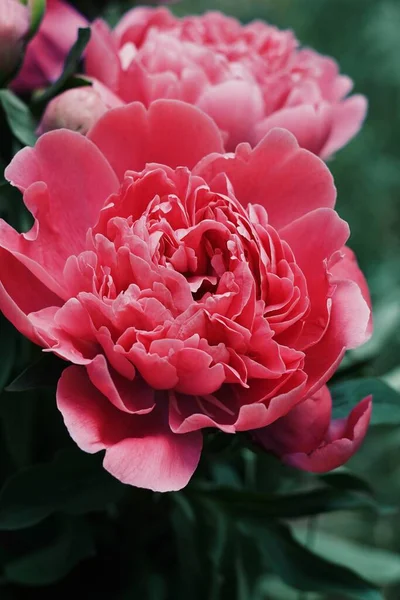 Bouquet Beautiful Peonies Garden — Stock Photo, Image