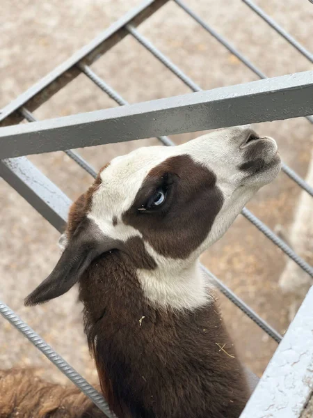 Lamas hayvanat bahçesinde.