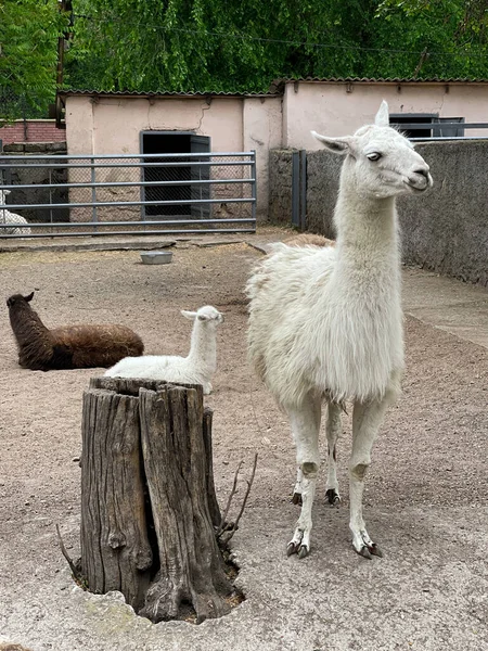 Lamas hayvanat bahçesinde.