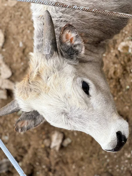Boğa hayvanat bahçesinde bir muhafaza içinde duruyor.