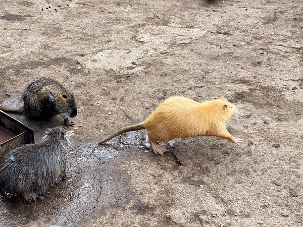 Hayvanat bahçesindeki kuşhanede Nutria yıkanır.