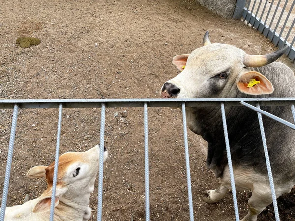 Boğalar hayvanat bahçesinde bir duvarda duruyorlar.