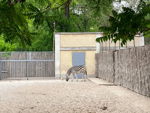 Zebra hayvanat bahçesinde bir muhafaza içinde duruyor.
