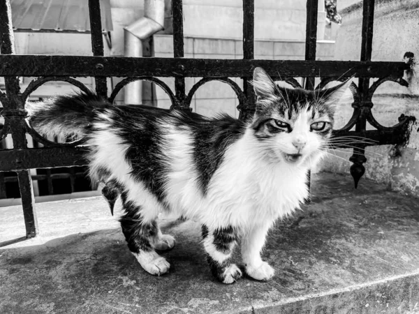 Street Cat Miagola Alla Telecamera — Foto Stock