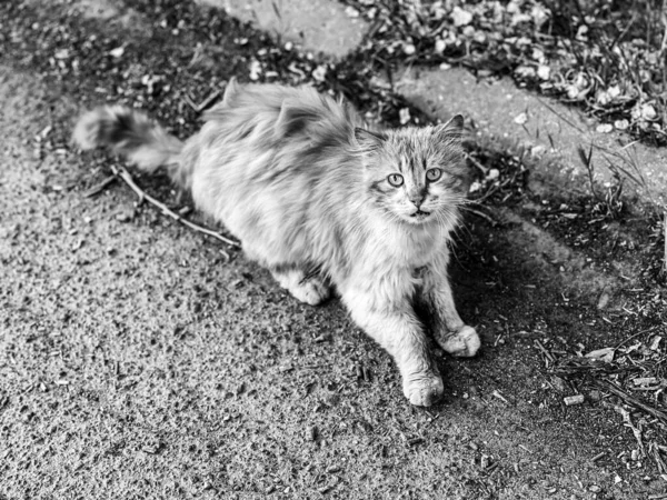 Evsiz kedi caddedeki kameraya bakıyor.
