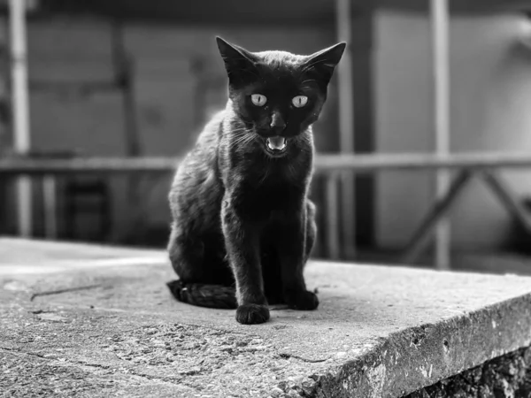 Evsiz kedi sokakta kameraya bakar ve tıslar.