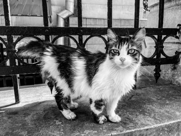 Evsiz kedi caddedeki kameraya bakıyor.