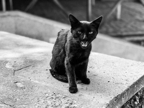 Evsiz kedi sokakta kameraya bakar ve tıslar.