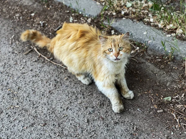 Бездомный Кот Смотрит Камеру Улице — стоковое фото