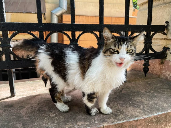 Street Cat Miagola Alla Telecamera — Foto Stock