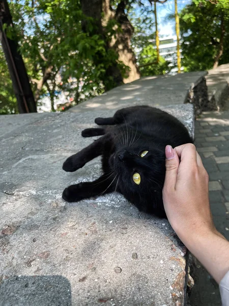 Bir kadının eli sokak kedisini okşuyor.
