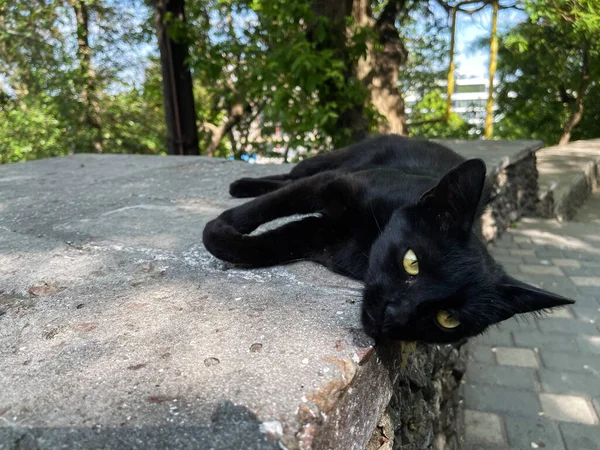 Street Katt Ligger Gatan — Stockfoto