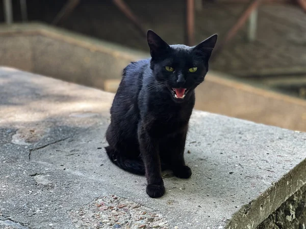 Evsiz kedi sokakta kameraya bakar ve tıslar.