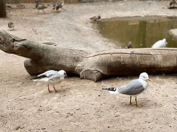 Seagulls Walk Zoo — Stock Photo, Image